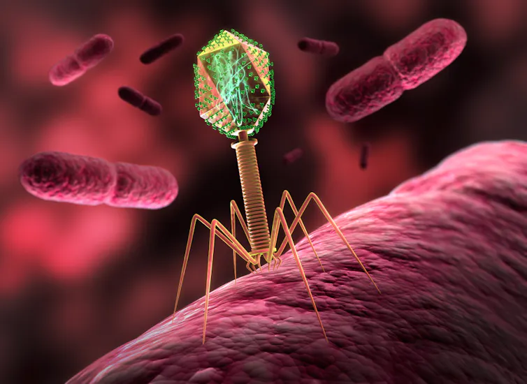 A phage infecting a bacterium.