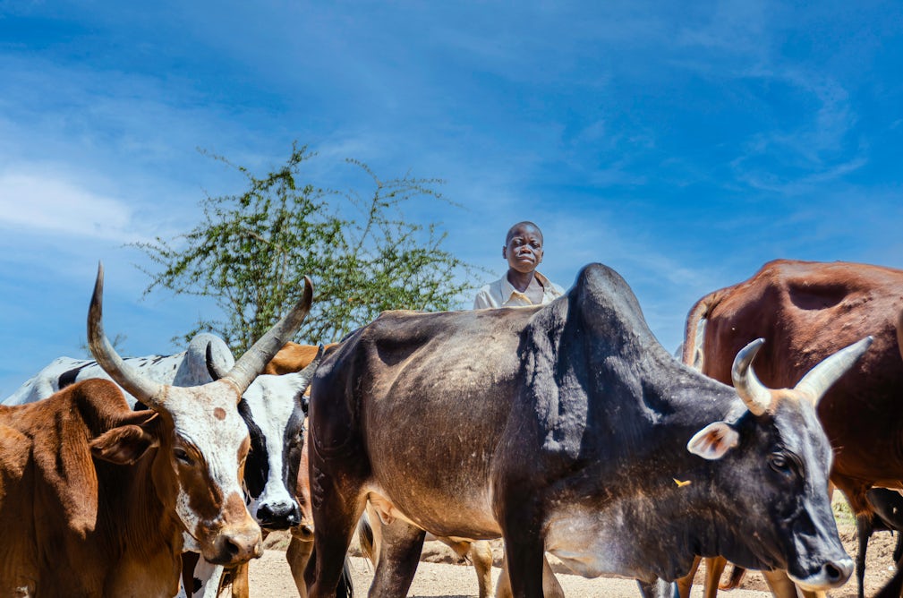 theconversation.com - Nick Wheelhouse - How healthier farm animals can cut greenhouse gas emissions