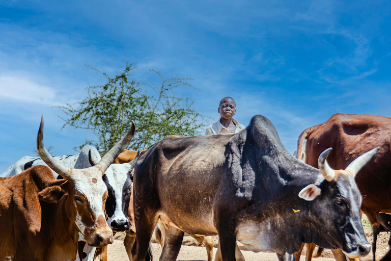 cattle with Tanzanian farmer, tree and blue sky in background
