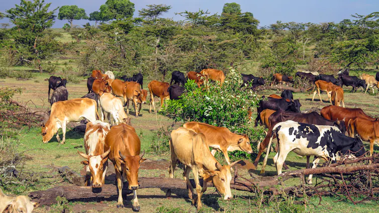 cows on african scrubland