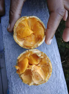 A cream coloured pod with orange segments of fruit inside.