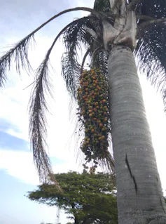 A tall palm tree with hundreds of tiny orange and green fruit on a branch