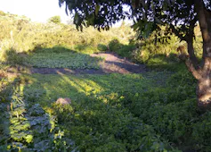 A piece of open land near bush and trees that has been planted with various crops