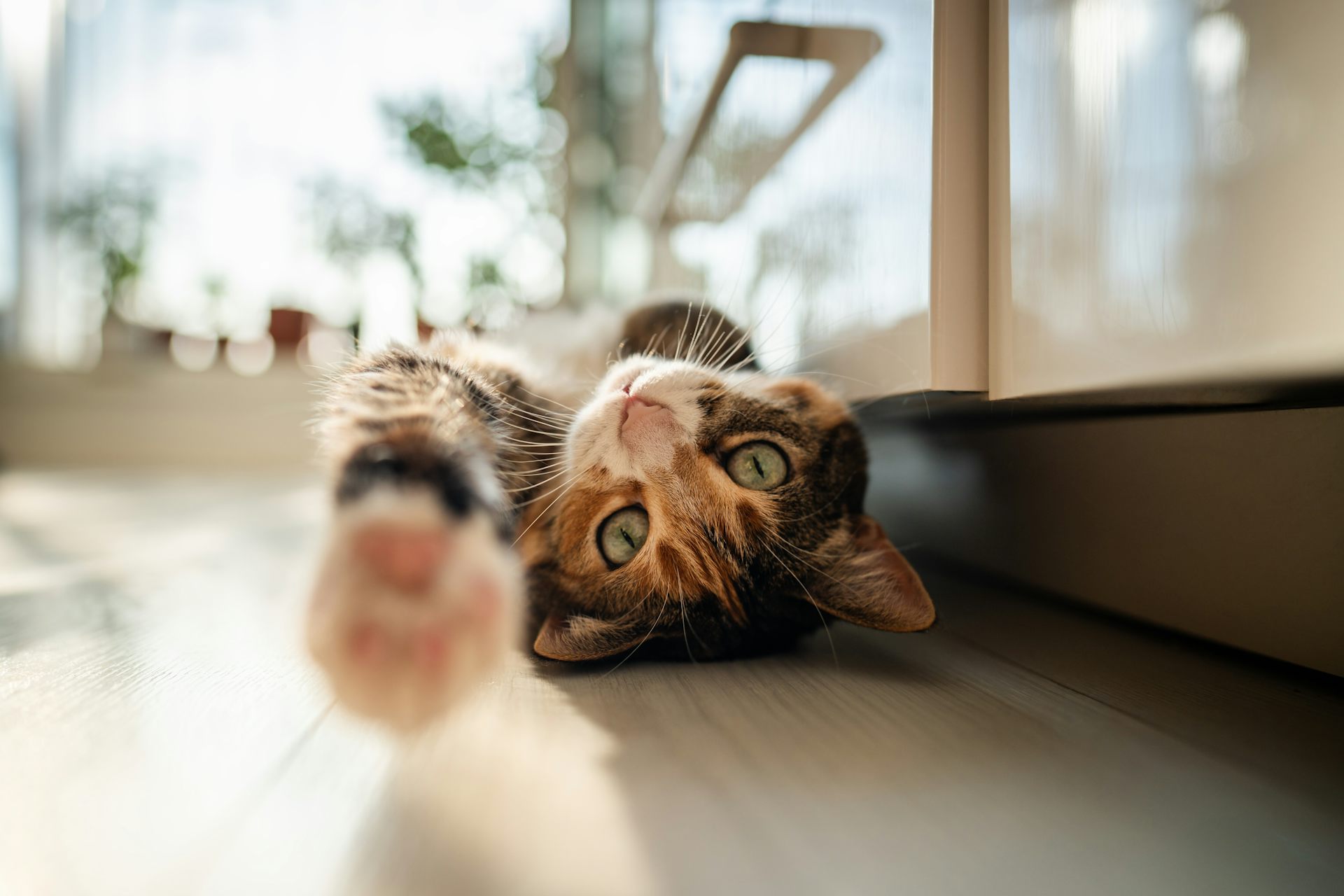 Gato deitado de costas no chão de uma cozinha