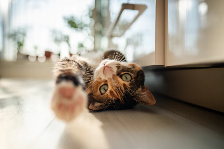 Gato deitado de costas no chão de uma cozinha
