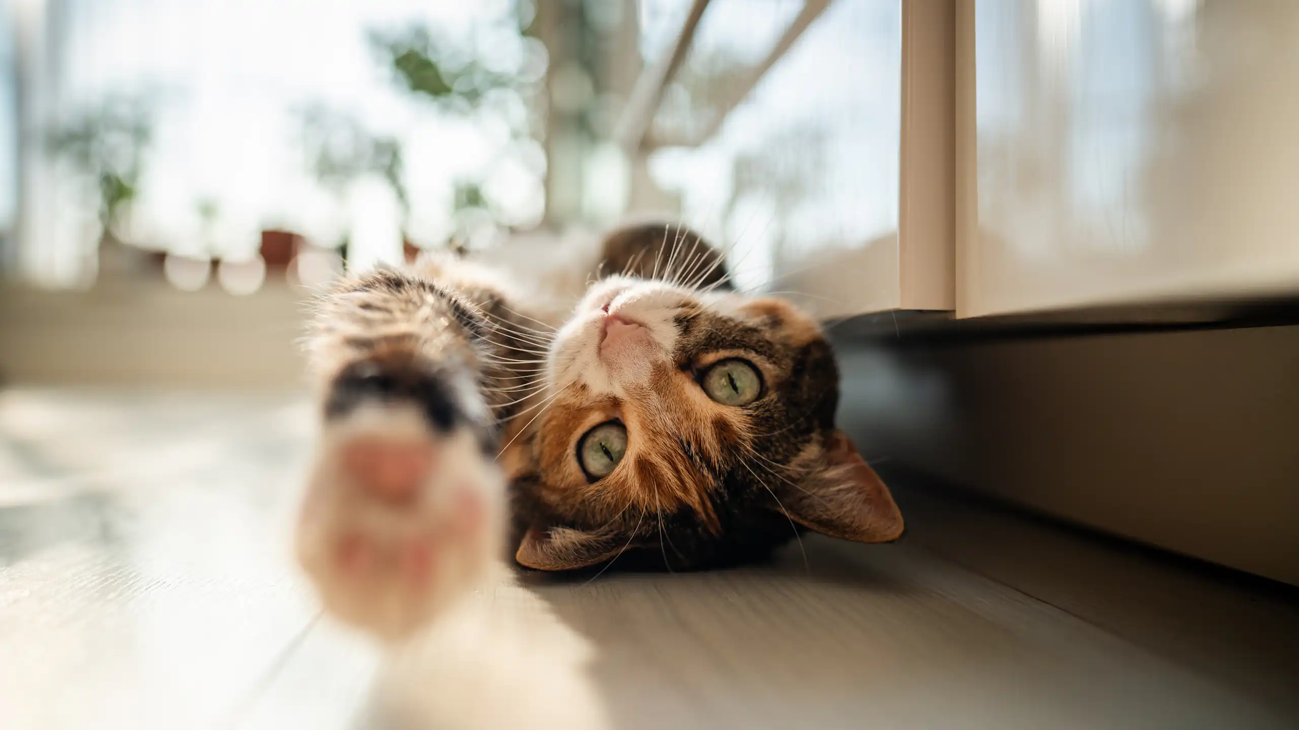 Gato deitado de costas no chão de uma cozinha