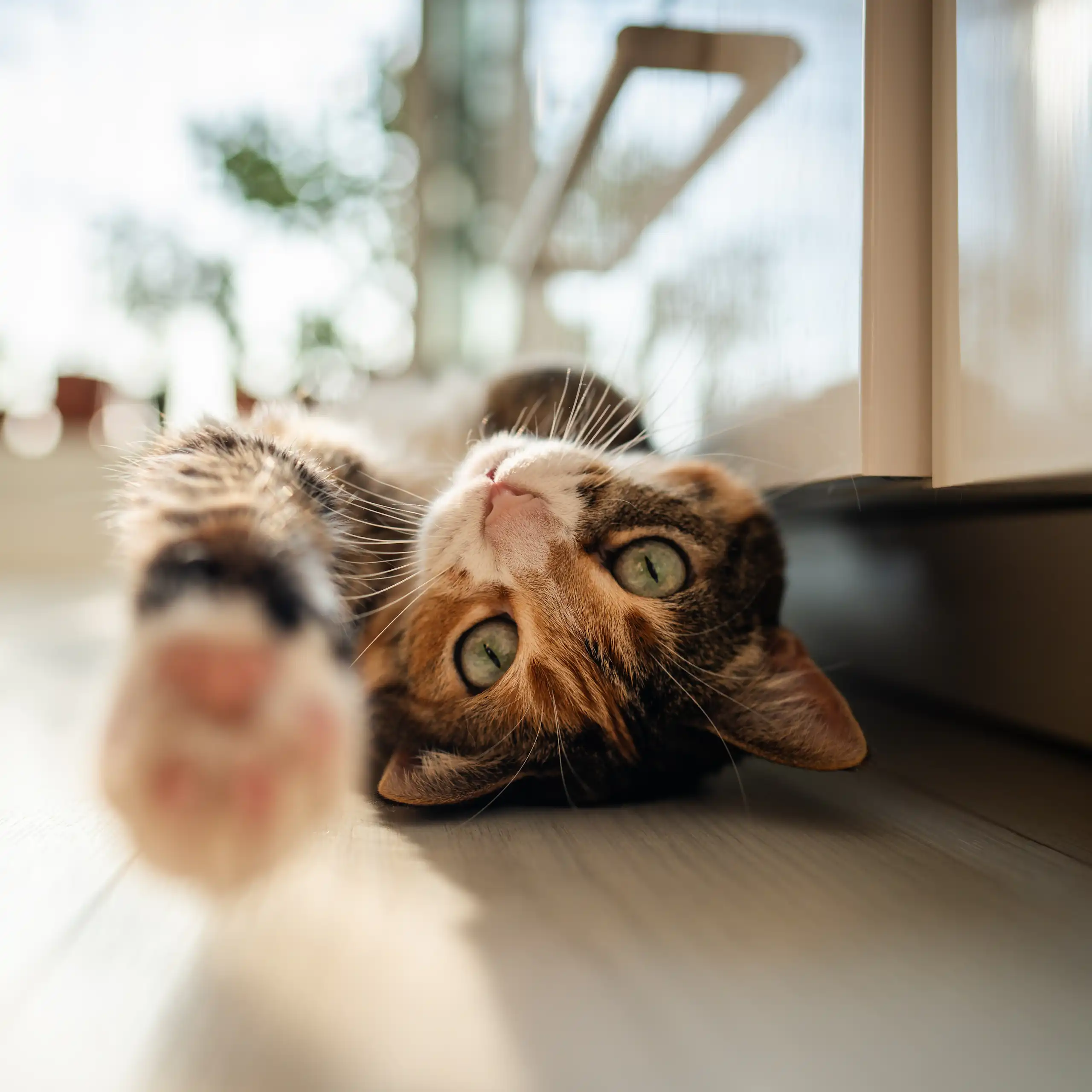 Gato deitado de costas no chão de uma cozinha
