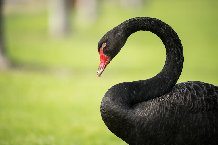Black swan in park