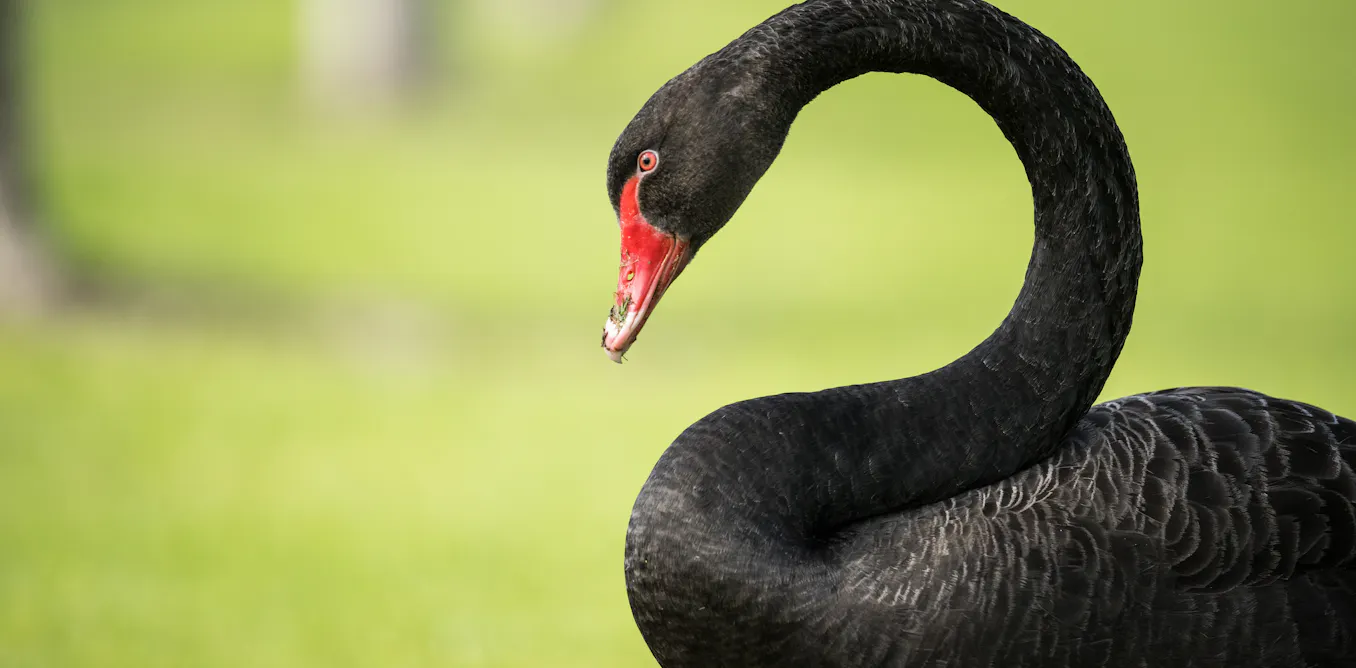 EnviroWireDaily — Is bird flu infecting humans? How would we know?