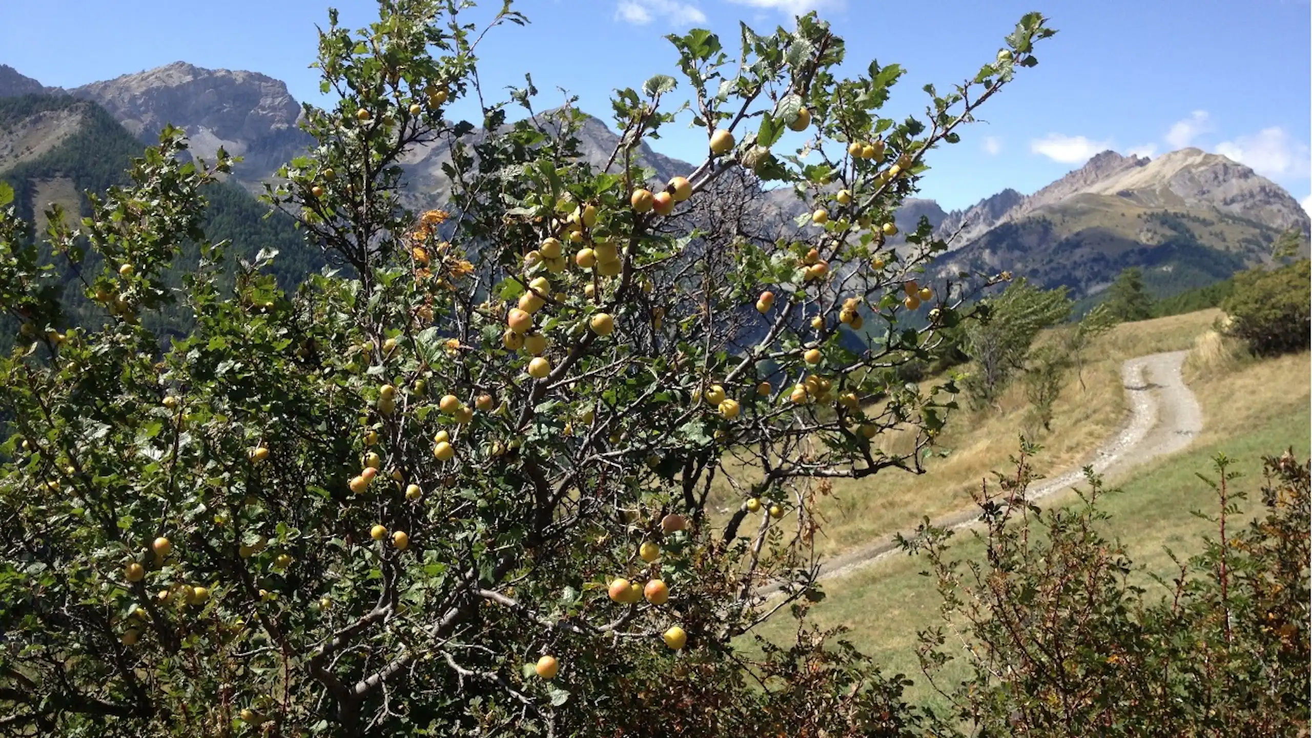 Gros plan de l'arbre dont les fruits jaune-orange pâle sont visibles.