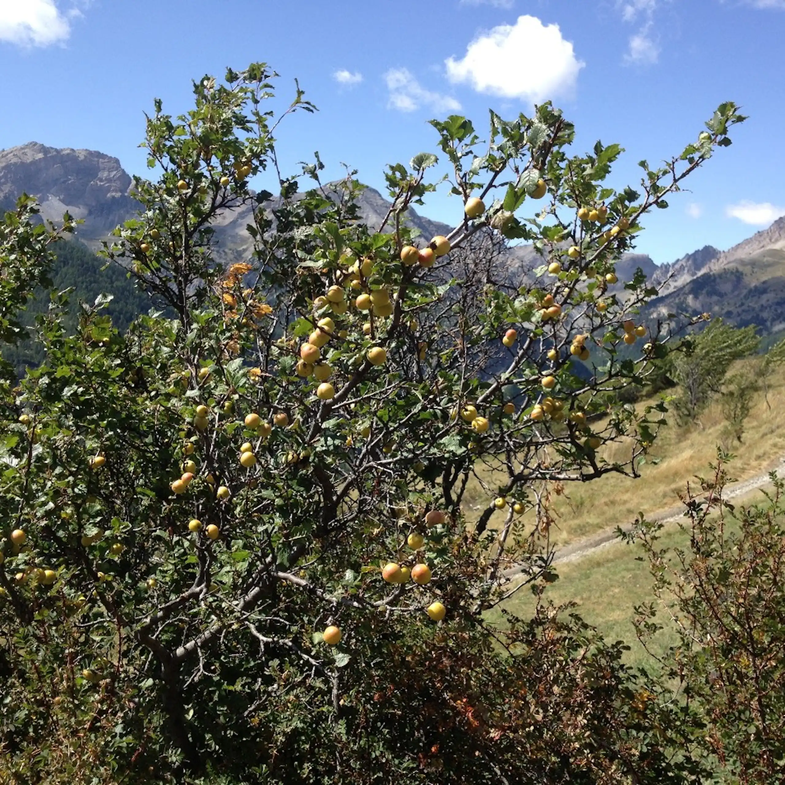 Gros plan de l'arbre dont les fruits jaune-orange pâle sont visibles.