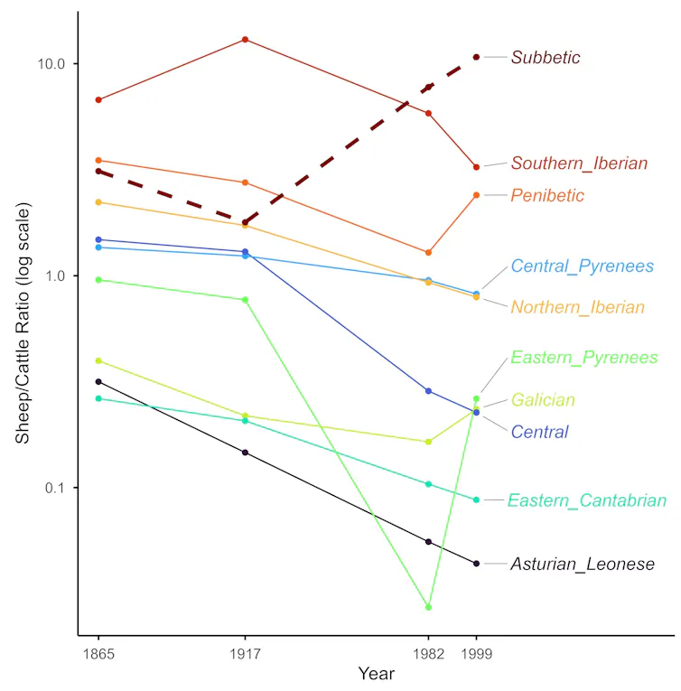 Gráfico que muestra cómo, en general, ha disminuido la proporción de ovejas respecto a ganado vacuno en España