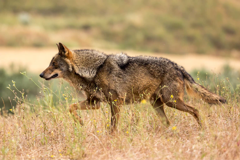 Un lobo caminando por una llanura entre hierba seca