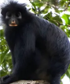A black monkey with spiky hair and orange lips looks directly at the camera.