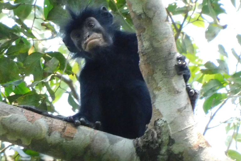 A black monkey with spiky hair and orange lips sits high up in a tree.