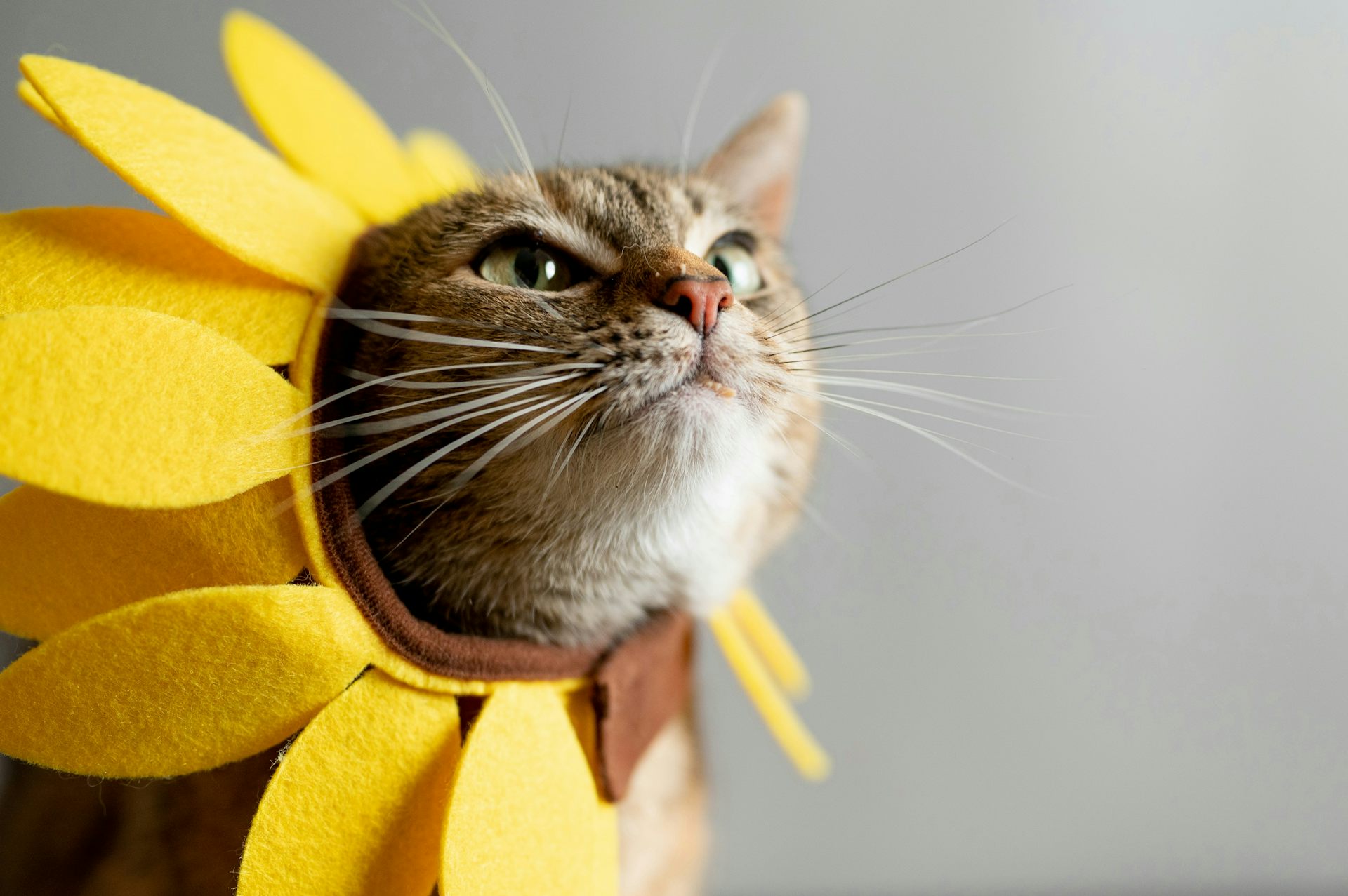 Un chat porte une couronne de pétales de fleur