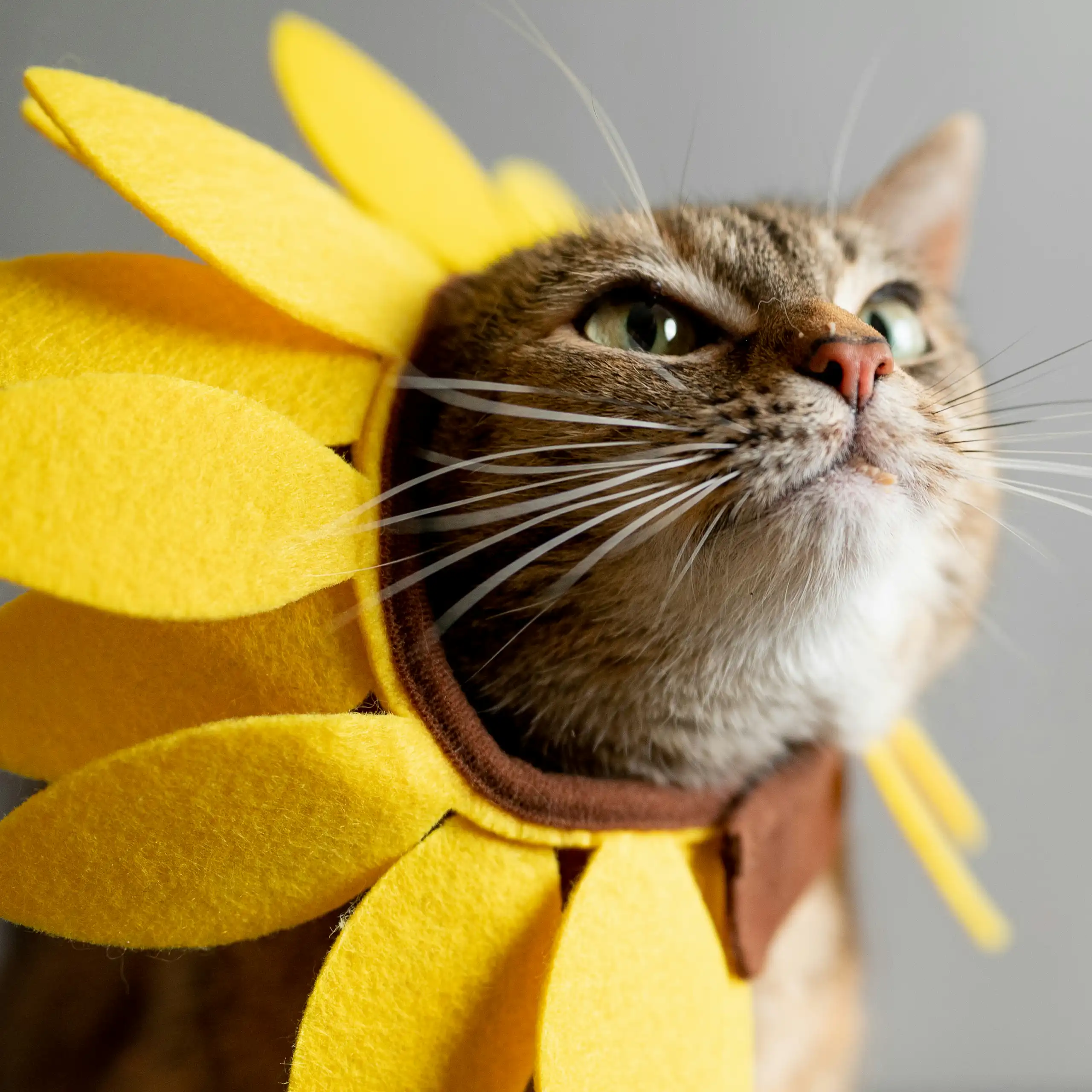 Un chat porte une couronne de pétales de fleur