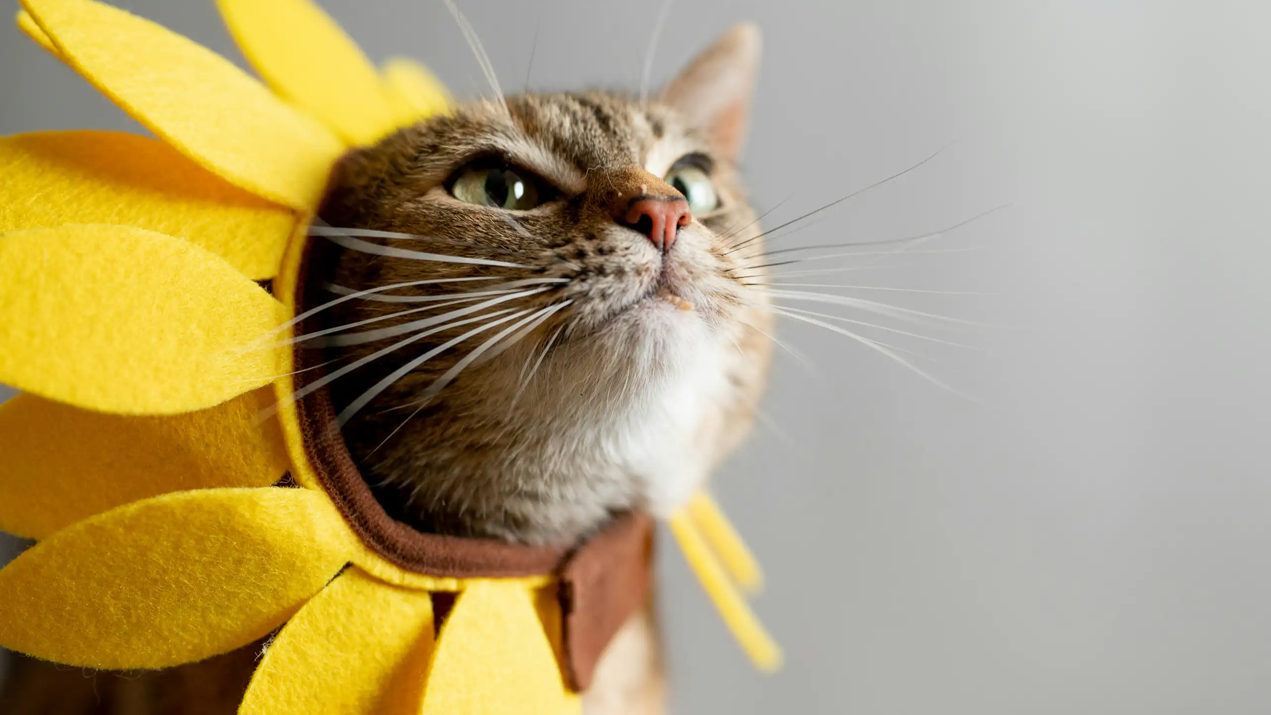 Un chat porte une couronne de pétales de fleur