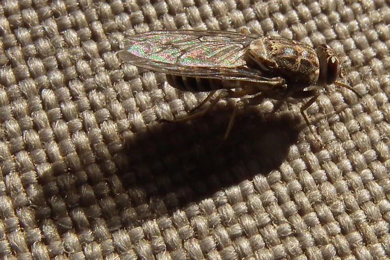 Close-up of a fly on a piece of woven fabric