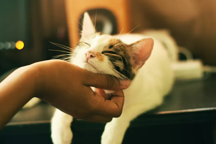 Un chat tend le menton tandis qu'une main le gratte
