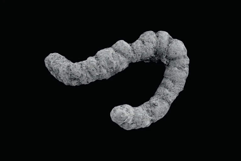Um coprólito, restos fossilizados de excrementos