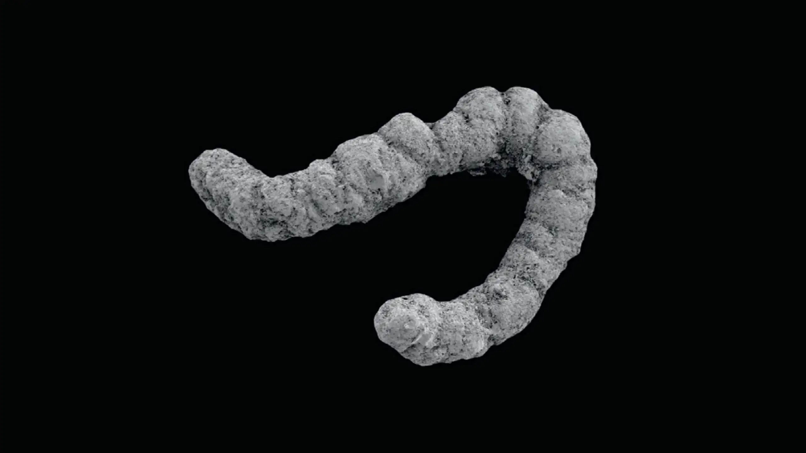 Um coprólito, restos fossilizados de excrementos