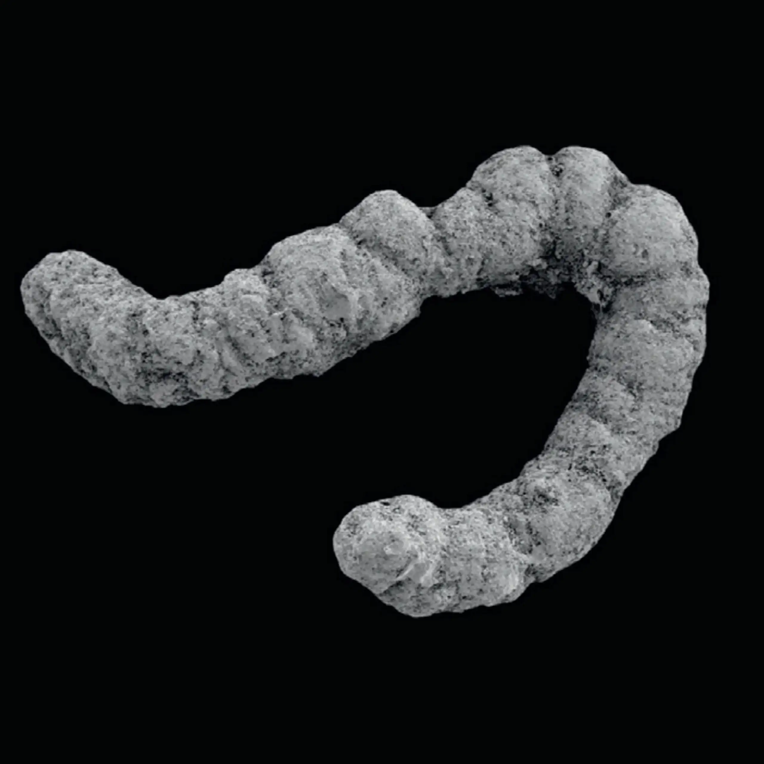 Um coprólito, restos fossilizados de excrementos