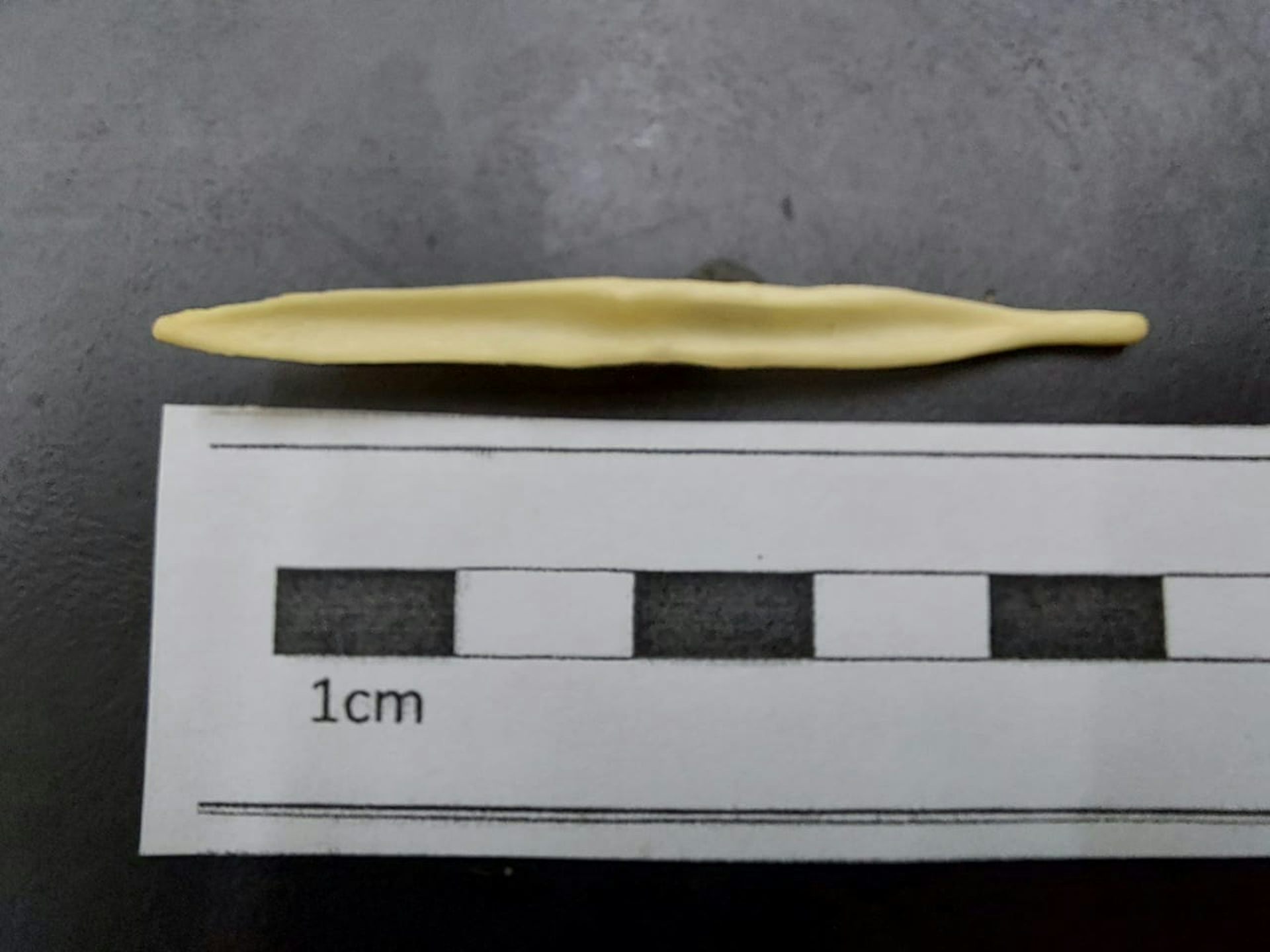 Foto mostra um osso ao lado de uma régua, mostrando que o báculo do cachorro do mato mede cerca de 5 centímetros