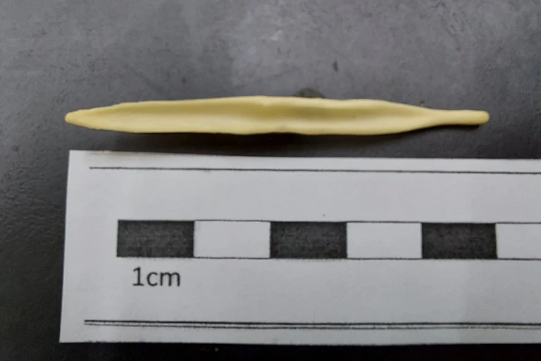 Foto mostra um osso ao lado de uma régua, mostrando que o báculo do cachorro do mato mede cerca de 5 centímetros