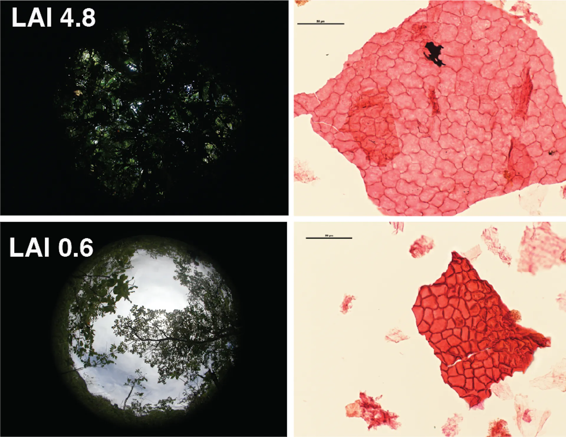 Images show the denser canopy cover with elongated cells than with rounded cells in leaves.