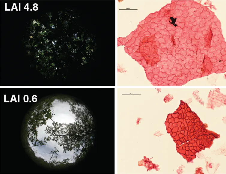 Images show the denser canopy cover with elongated cells than with rounded cells in leaves.