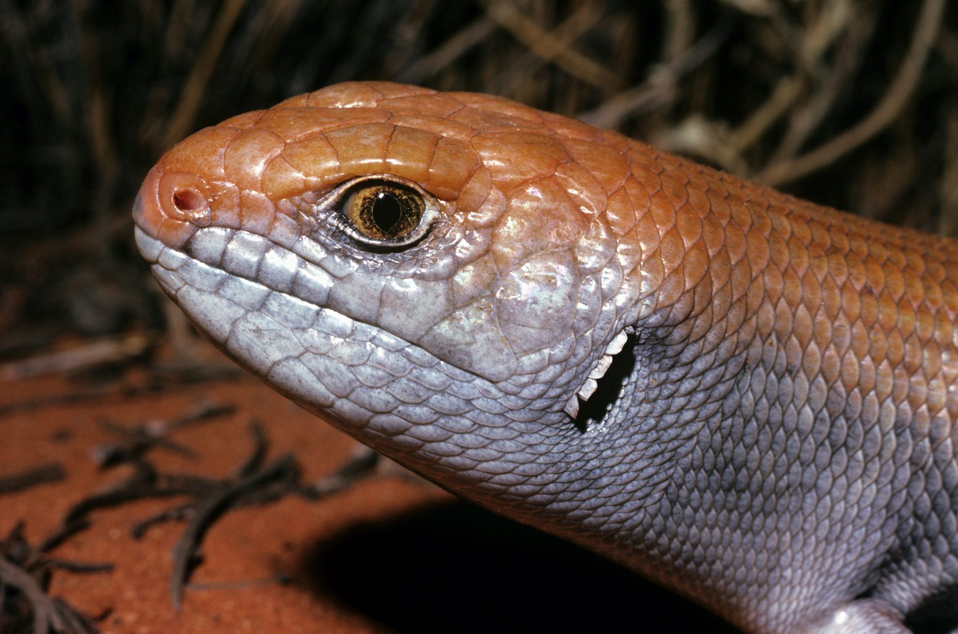 Safe havens protect Australian mammals from invasive predators. Why aren’t they working for other animal groups?