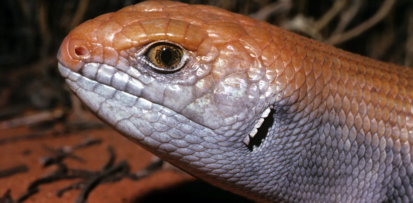 Safe havens protect Australian mammals from invasive predators. Why aren’t they working for other animal groups? Safe havens protect Australian mammals from invasive predators. Why aren’t they working for other animal groups?