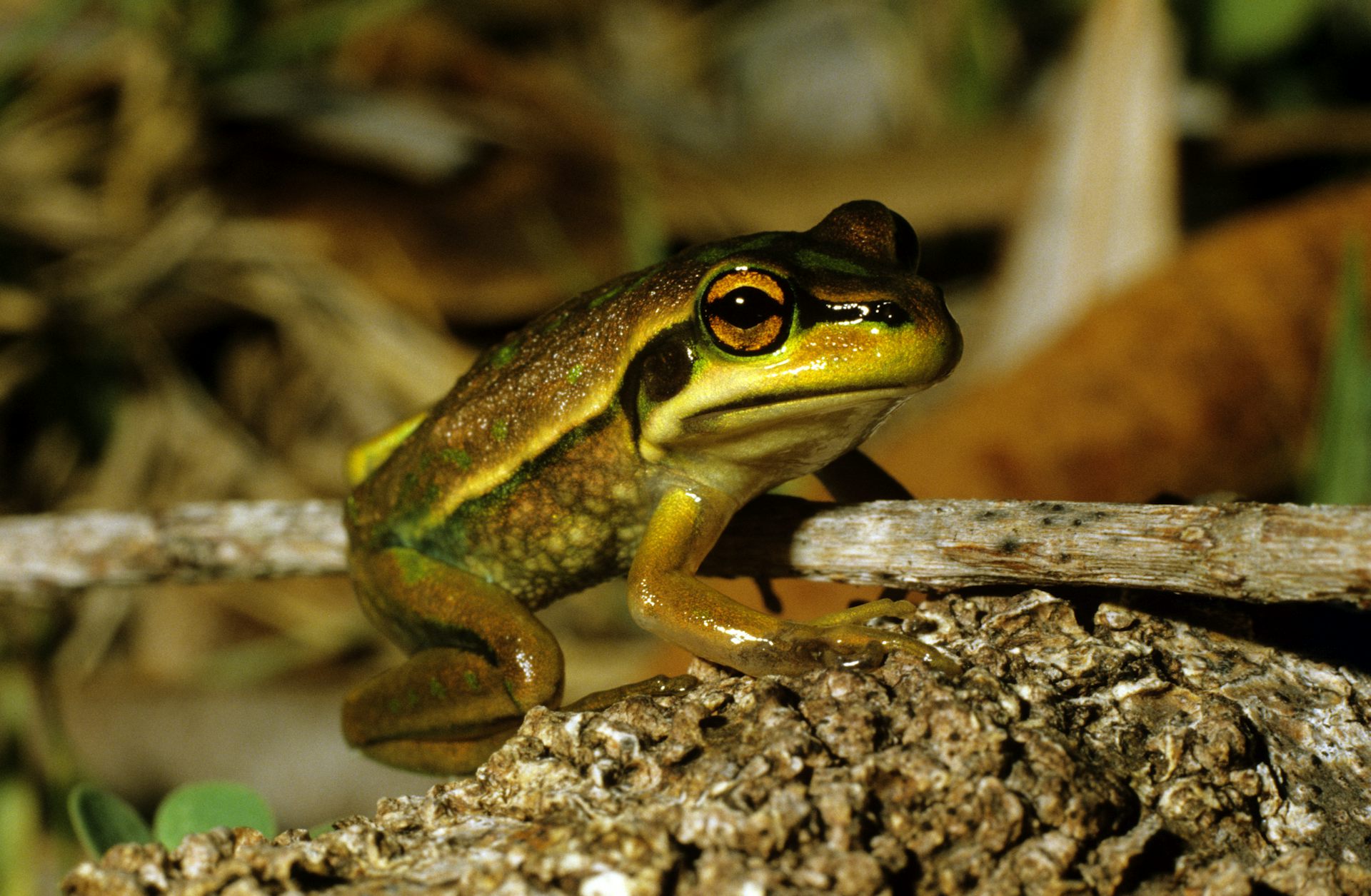 Safe havens protect Australian mammals from invasive predators. Why aren’t they working for other animal groups?