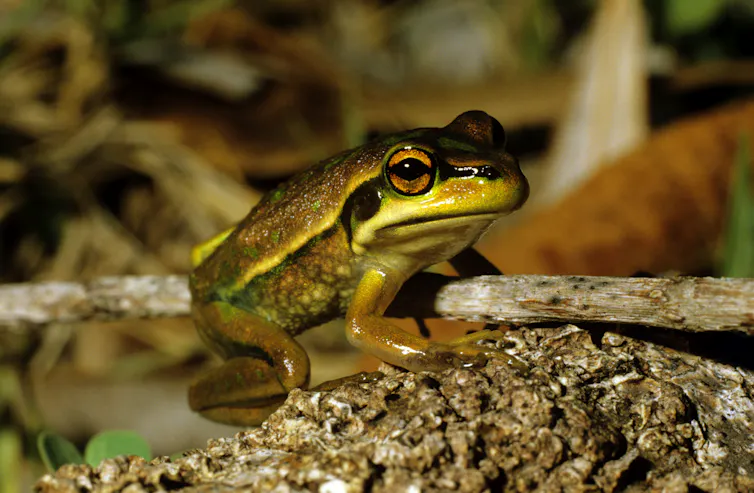 green and golden frog perched on a twig.