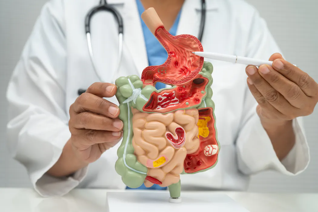 No solo estómago e intestino: tres zonas corporales redescubiertas que cambian cómo entendemos la nutrición