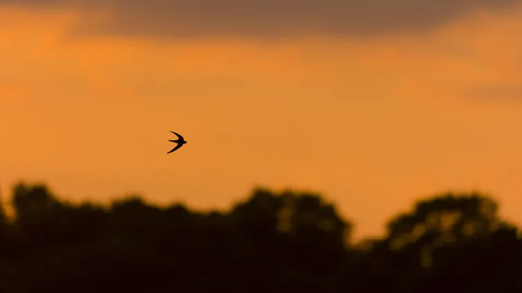 Common swift flying at sunset
