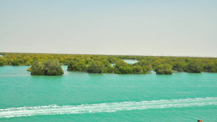The mangrove forests of Qeshm Island in southern Iran.