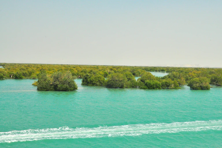 The mangrove forests of Qeshm Island in southern Iran.