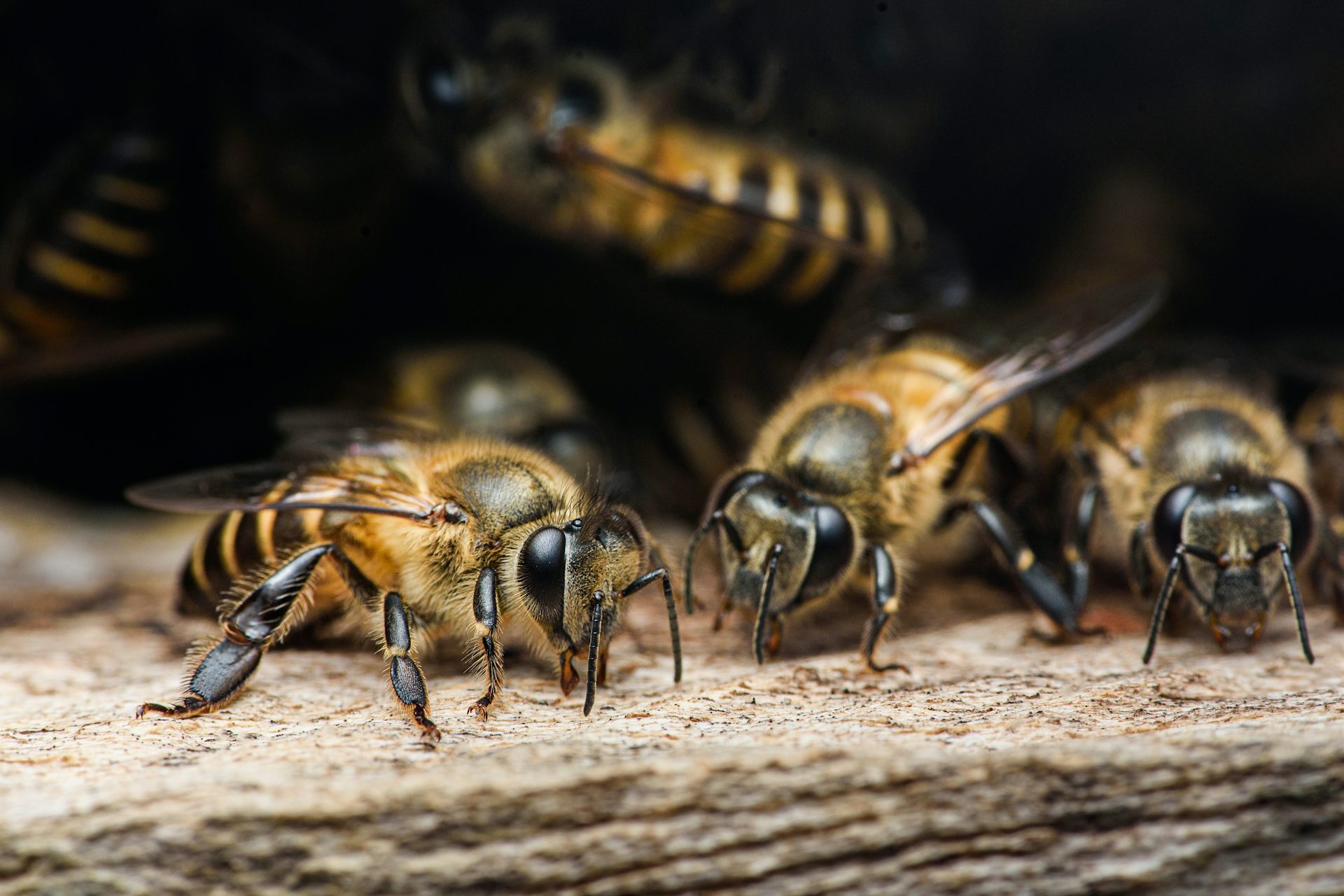 Termites, abeilles, fourmis… comment les insectes sociaux « climatisent » leurs nids