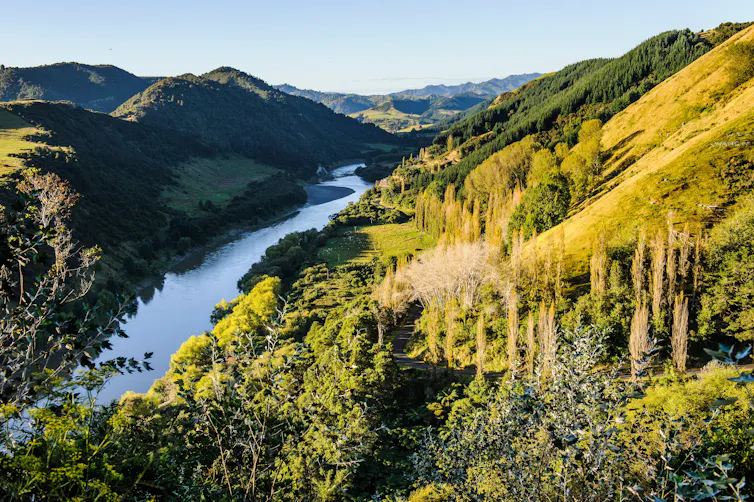 A view of the Whanganui River looking lush and green.