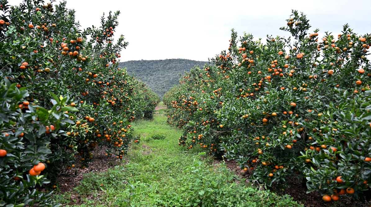 theconversation.com - Fenji Materechera-Mitochi - Why water rights aren't enough to fix South Africa's deeply unequal farming sector