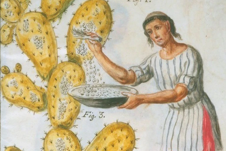 Una ilustración que muestra a una persona recogiendo la cochinilla de una chumbera con un cepillo y un plato