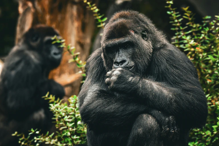 Two gorillas in a forest
