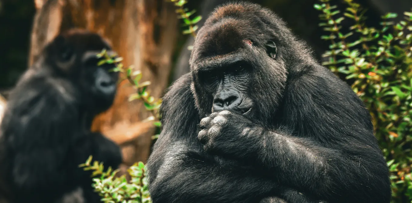 Why monkeys handle conflicts better than we do Why monkeys handle conflicts better than we do