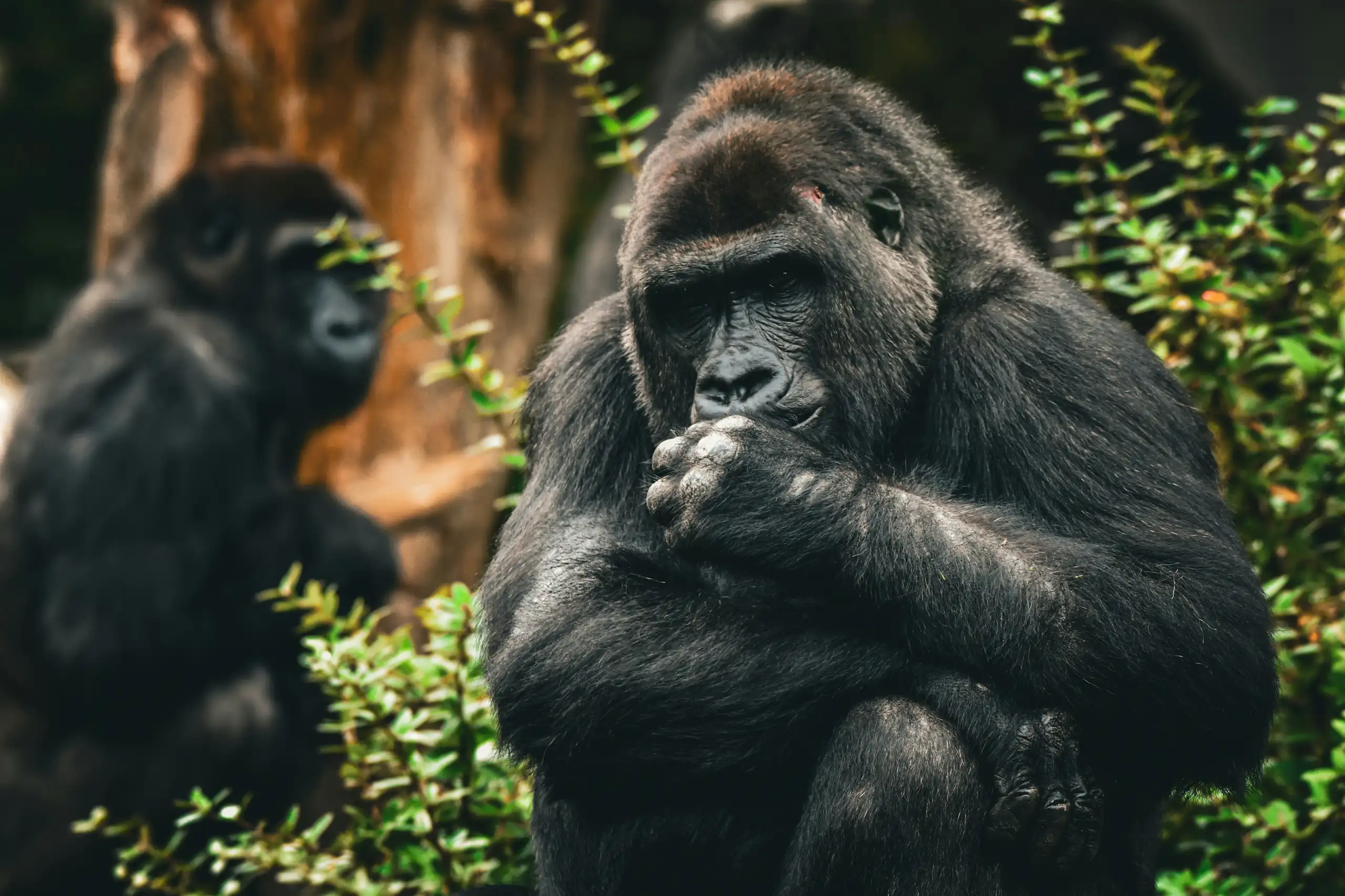 Two gorillas in a forest