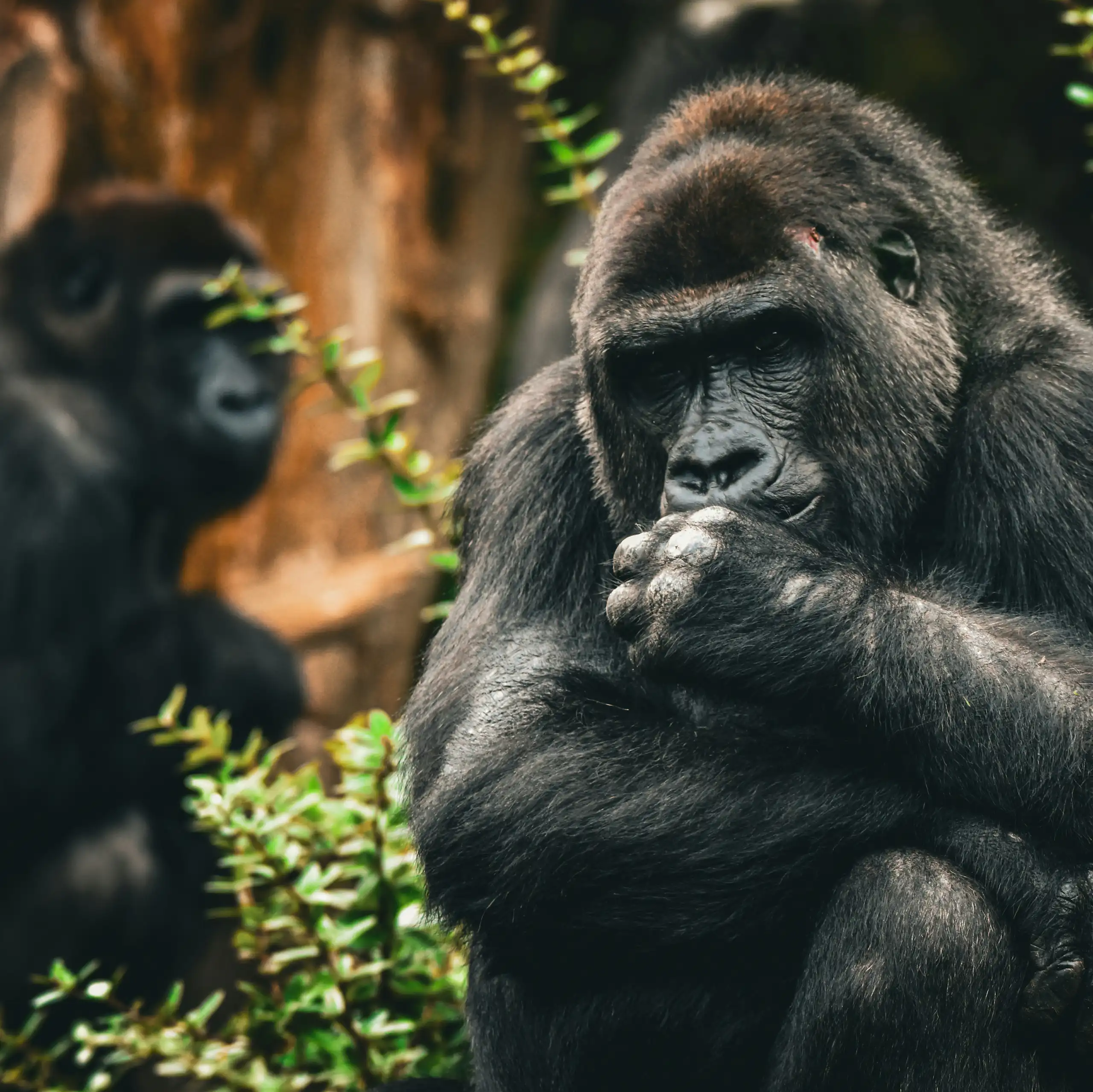 Two gorillas in a forest