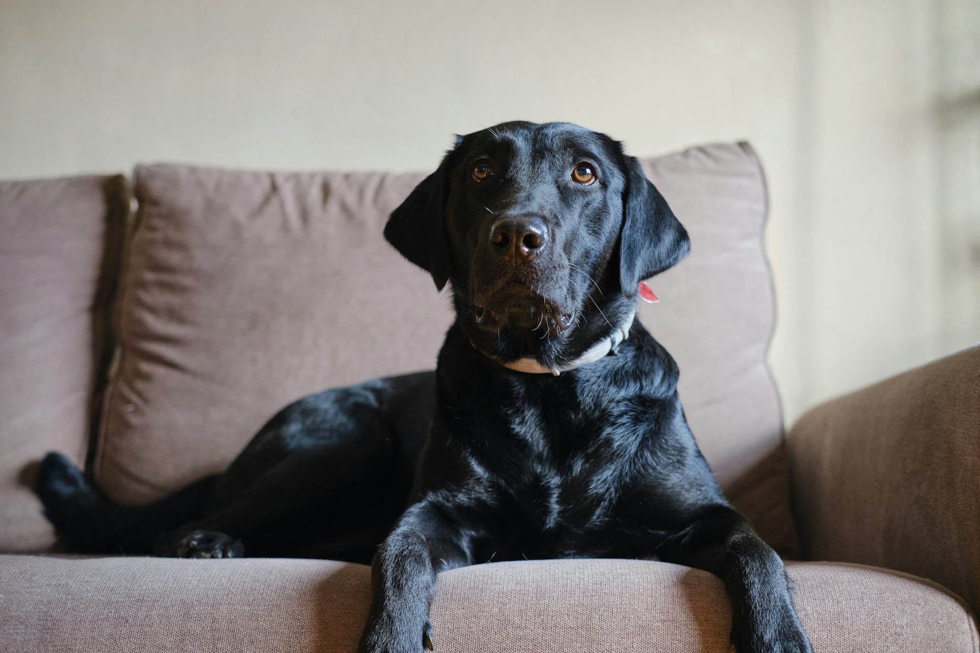 Um cachorro preto sentado no sofá, olhando para cima.