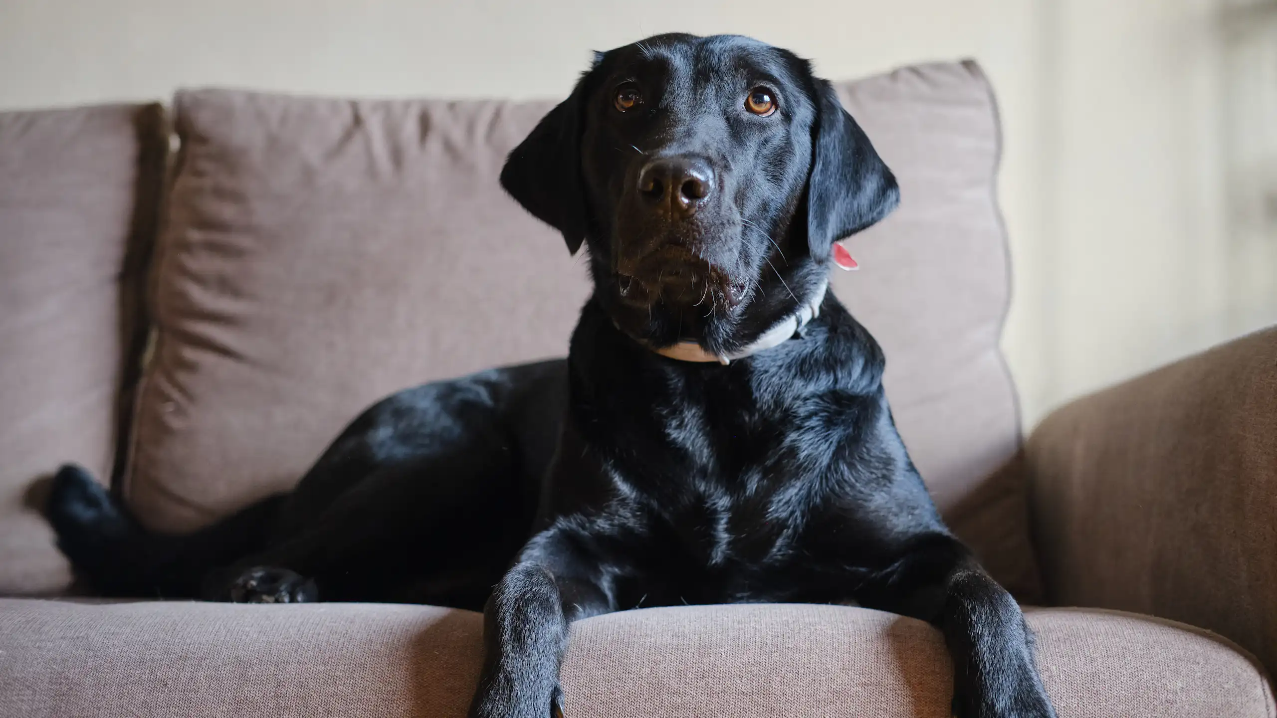 Um cachorro preto sentado no sofá, olhando para cima.
