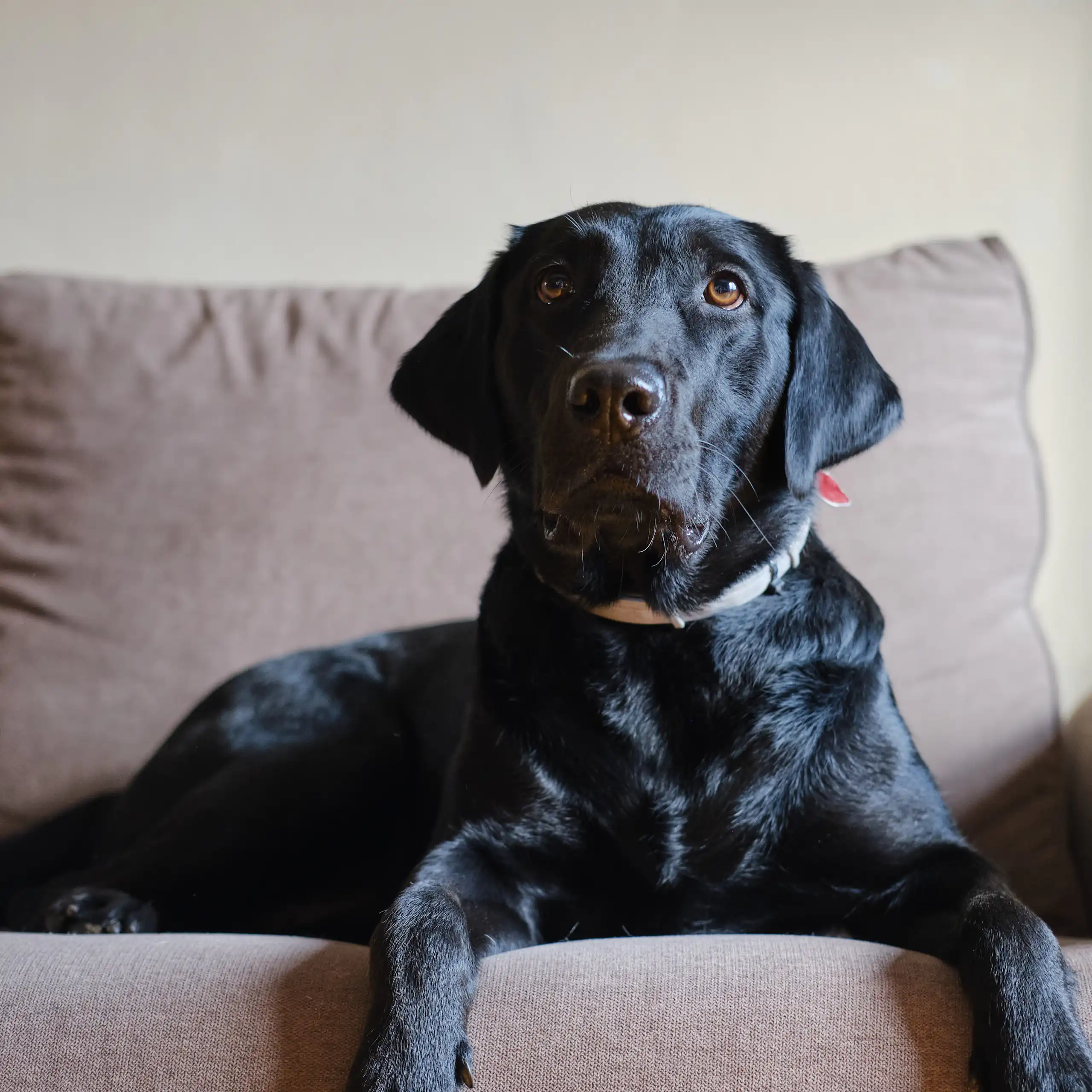 Um cachorro preto sentado no sofá, olhando para cima.